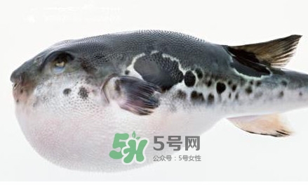 河豚究竟有多好吃？河豚最毒的部位是哪里