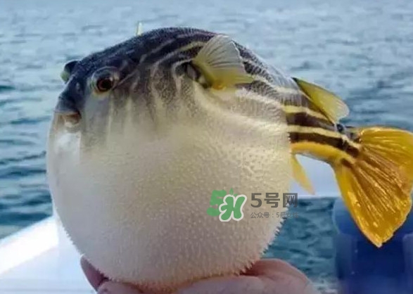 河豚魚多少錢一斤？河豚為什么會(huì)鼓起來