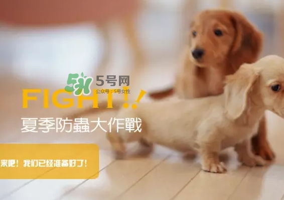 bio kill殺蟲劑怎么用？bio kill殺蟲劑怎么樣？