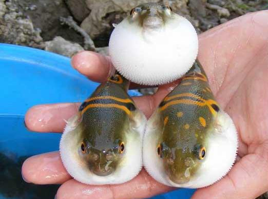 河豚魚怎么吃？河豚魚怎么去毒