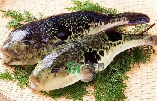 河豚魚是海鮮嗎？河豚魚是淡水魚嗎