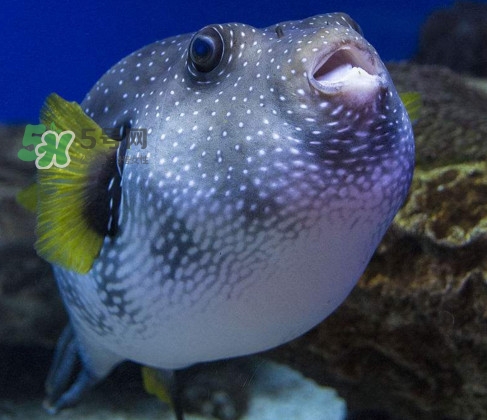 河豚魚(yú)是發(fā)物嗎？河豚魚(yú)為什么有毒