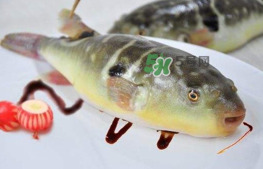 河豚魚(yú)是發(fā)物嗎？河豚魚(yú)為什么有毒