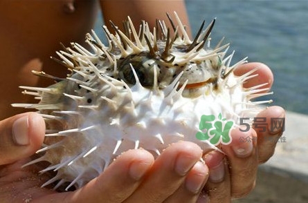 河豚中毒會(huì)產(chǎn)生幻覺嗎？河豚中毒多久發(fā)作