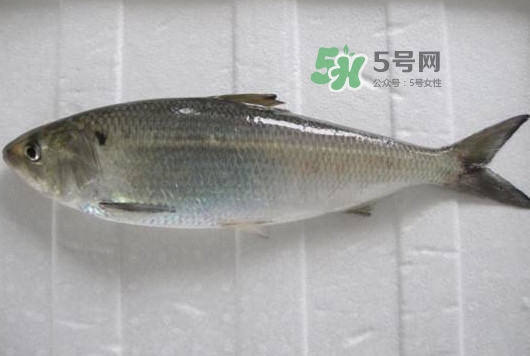 鰣魚多少錢一斤？長江鰣魚多少錢一斤2017
