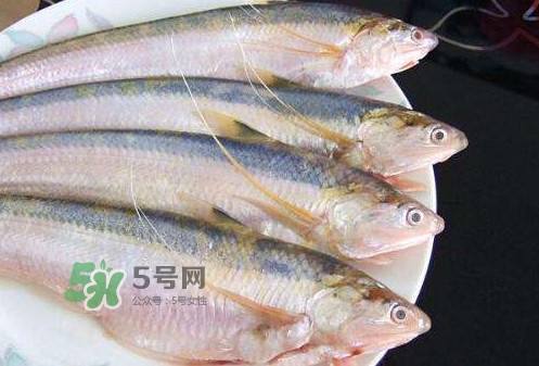 鰣魚刺多嗎？鰣魚可以養(yǎng)殖嗎