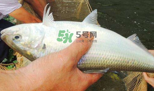 鰣魚的魚鱗能吃嗎？鰣魚為什么不去魚鱗