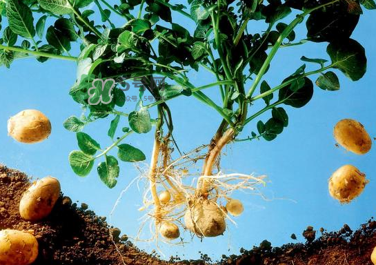 八月份可以種土豆嗎？八月份可以種馬玲薯嗎？