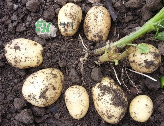 八月份可以種土豆嗎？八月份可以種馬玲薯嗎？