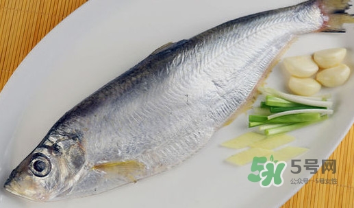 鰣魚和響魚是兩種魚嗎？鰣魚和鯽魚的區(qū)別