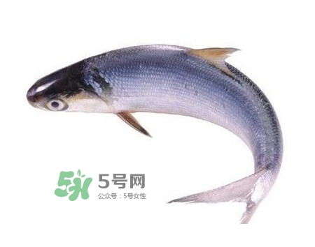 鰣魚和刀魚哪個貴？長江三鮮哪個最貴