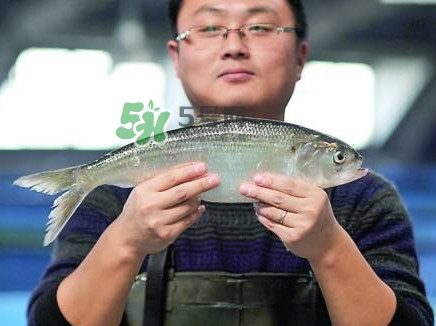 鰣魚(yú)與香魚(yú)怎么區(qū)分？鰣魚(yú)與香魚(yú)的區(qū)別