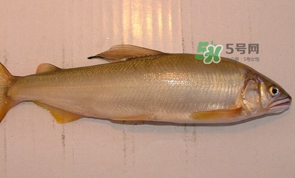 鰣魚(yú)與香魚(yú)怎么區(qū)分？鰣魚(yú)與香魚(yú)的區(qū)別