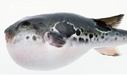 河豚怎么殺？河豚怎么處理