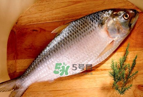 鰣魚怎么做好吃？鰣魚怎么處理
