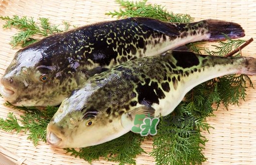 河豚究竟有多好吃？河豚最毒的部位是哪里