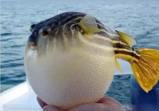 河鲀和大巴魚是一回事嗎？河鲀有哪些營(yíng)養(yǎng)價(jià)值