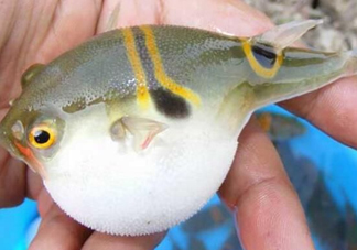 河鲀毒煮了還有毒嗎？怎樣去除河鲀的毒素