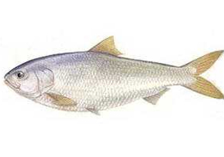 鰣魚和響魚是兩種魚嗎？鰣魚和鯽魚的區(qū)別