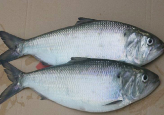 鰣魚什么時(shí)候最好吃？長江鰣魚什么上市