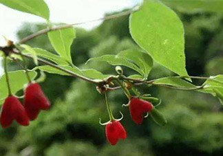 杈杷果怎么吃？杈杷果食用方法