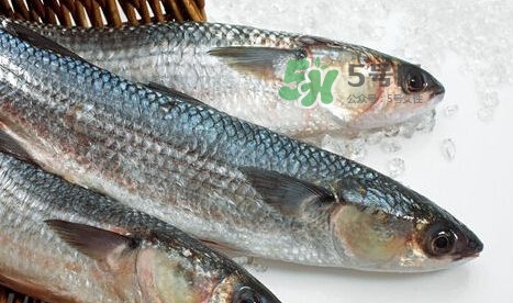 鰣魚多少錢一斤？長江鰣魚多少錢一斤2017