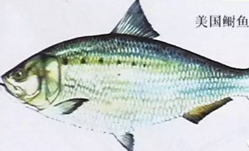 為什么吃清蒸海鰣魚都是半條？鰣魚有什么營養(yǎng)價值
