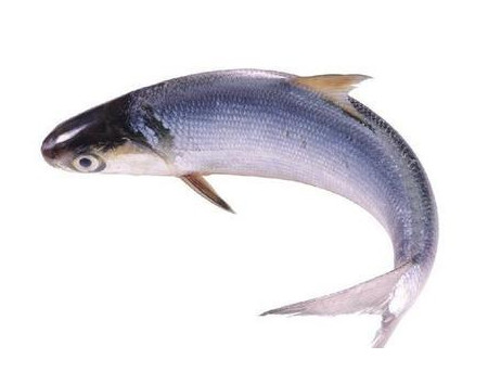 為什么吃清蒸海鰣魚都是半條？鰣魚有什么營養(yǎng)價值
