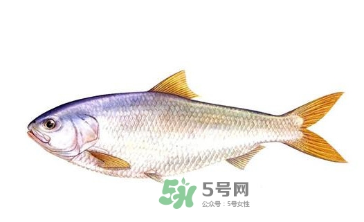 鰣魚的魚鱗能吃嗎？鰣魚為什么不去魚鱗