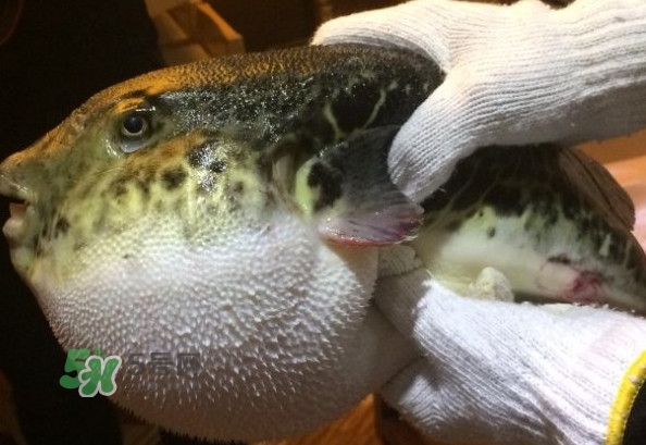 河鲀和大巴魚是一回事嗎？河鲀有哪些營養(yǎng)價值