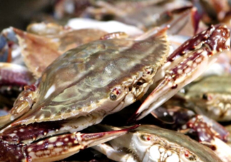 梭子蟹能放多久？梭子蟹能活多久？