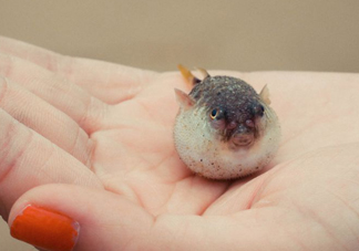 河豚可以當寵物養(yǎng)嗎？河豚可以用淡水養(yǎng)嗎