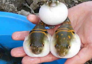 河鲀多少錢一只？河鲀多少錢一斤