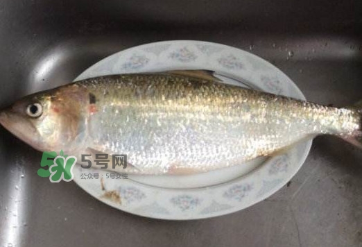 鰣魚怎么讀？鰣魚是什么魚