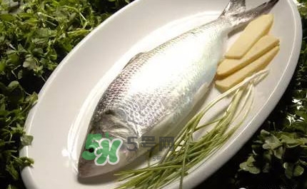 鰣魚的魚鱗能吃嗎？鰣魚為什么不去魚鱗