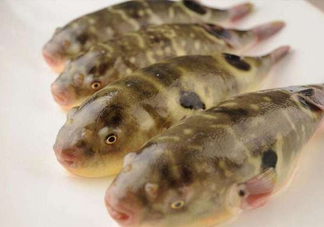 河鲀哪個(gè)部位有毒？河鲀哪個(gè)部位可以食用