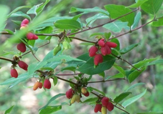 杈杷果能放時間長嗎？杈杷果怎么保存？