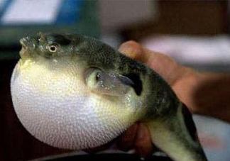 河鲀可以養(yǎng)嗎？河鲀有毒為什么還要吃