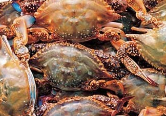 梭子蟹一只大概多重？梭子蟹一斤一般幾只？