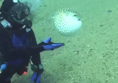 河豚能吃嗎？河豚可以吃嗎