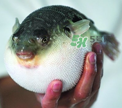 河鲀毒煮了還有毒嗎？怎樣去除河鲀的毒素