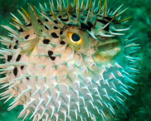 河鲀哪個(gè)部位有毒？河鲀哪個(gè)部位可以食用