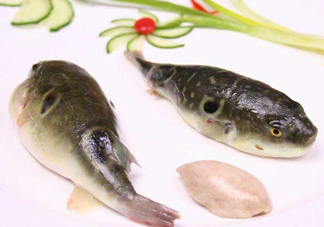 河豚中毒會(huì)產(chǎn)生幻覺嗎？河豚中毒多久發(fā)作