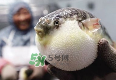 河豚魚(yú)是發(fā)物嗎？河豚魚(yú)為什么有毒