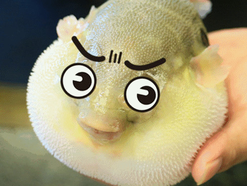 河豚怎么殺？河豚怎么處理