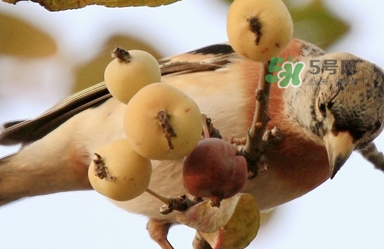 海棠果是涼性的嗎？海棠果是熱性還是涼性
