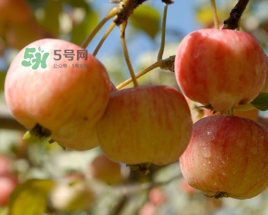 海棠果能直接吃嗎？海棠果可以吃嗎