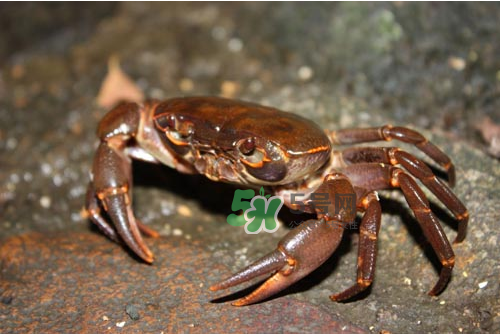 大閘蟹可以帶上飛機(jī)嗎？坐飛機(jī)可以帶大閘蟹嗎？