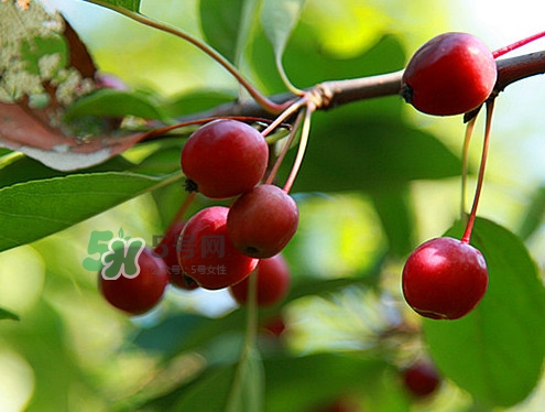 海棠果什么時候成熟？海棠果幾月份成熟
