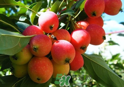 海棠果能直接吃嗎？海棠果可以吃嗎